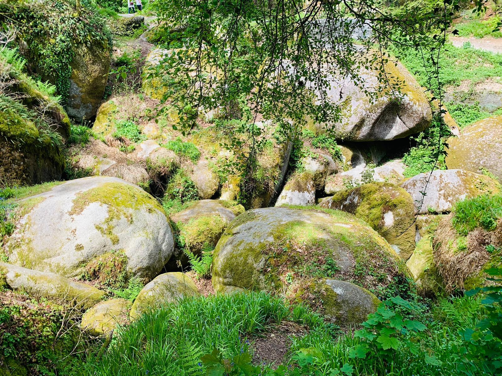 Forêt © Alice Zeniter 